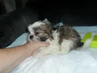 Cosmo, a male Shih Tzu for sale in Woodfin, NC – 5 of 5