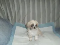 Lacey, a male Shih Tzu for sale in Woodfin, NC – 5 of 5