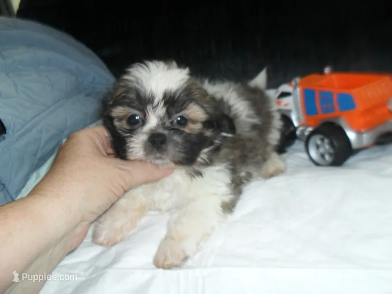 Ryker – Shih Tzu puppy for sale in Woodfin, NC