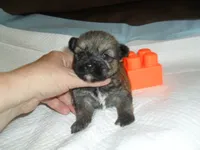 Chase, a male Malchi for sale in Woodfin, NC – 2 of 4