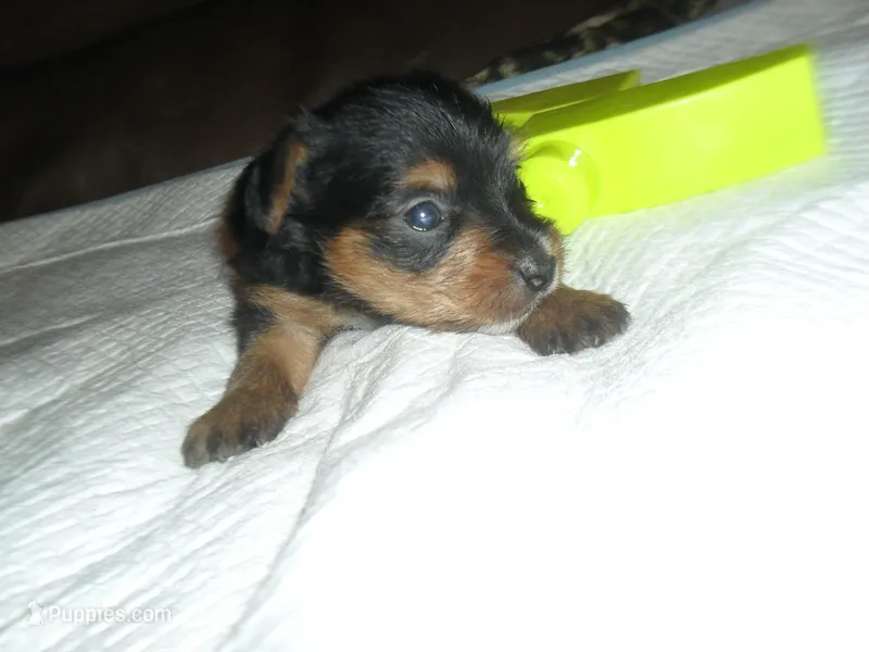 Remi – Yorkshire Terrier puppy for sale in Woodfin, NC