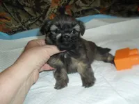 Raine, a female Shih Tzu for sale in Woodfin, NC – 3 of 5