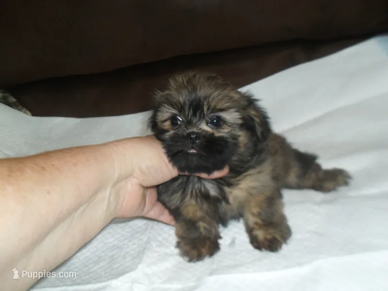 Raine – Shih Tzu puppy for sale in Woodfin, NC