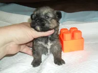Chase, a male Malchi for sale in Woodfin, NC – 4 of 4