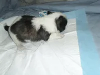 Axel, a male Shih Tzu for sale in Woodfin, NC – 5 of 5