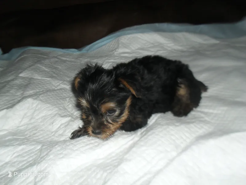 Porsha – Yorkshire Terrier puppy for sale in Woodfin, NC