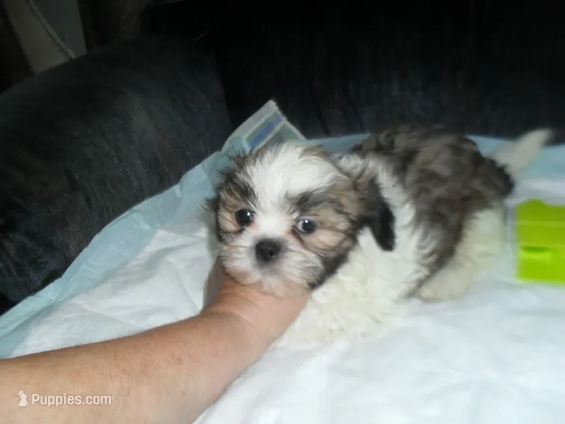 Cosmo – Shih Tzu puppy for sale in Woodfin, NC