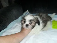 Cosmo, a male Shih Tzu for sale in Woodfin, NC – 1 of 5