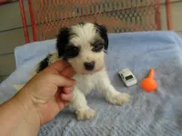 River, a female Morkie for sale in Woodfin, NC – 4 of 4
