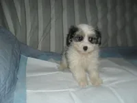 Tia, a female Morkie for sale in Woodfin, NC – 3 of 5