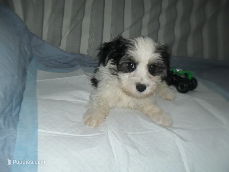 River – Morkie puppy for sale in Woodfin, NC