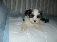 River, a male Morkie for sale in Woodfin, NC – 1 of 5