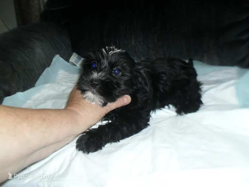 River – Morkie puppy for sale in Woodfin, NC