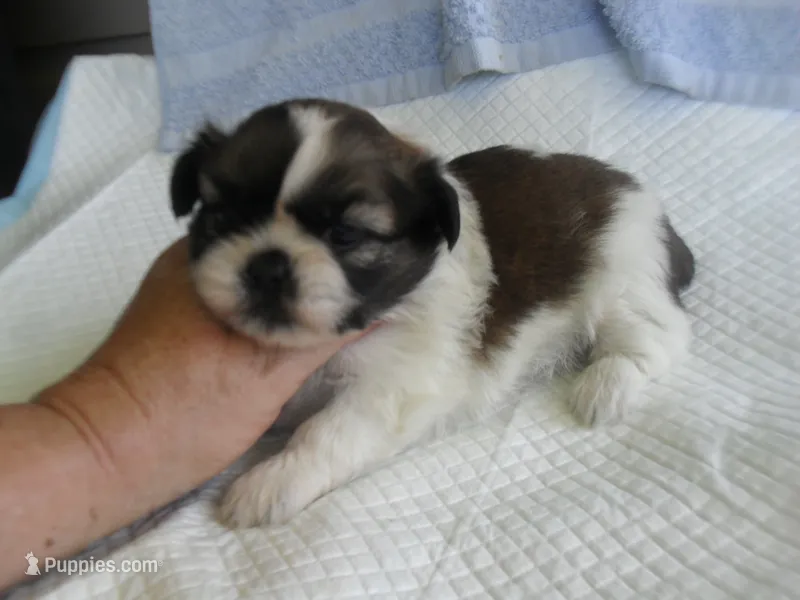 Cricket – Shih Tzu puppy for sale in Woodfin, NC