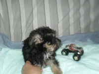 Toby, a male Yorkshire Terrier and Malchi for sale in Woodfin, NC – 5 of 5
