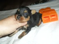Lexi, a female Yorkshire Terrier for sale in Woodfin, NC – 4 of 4