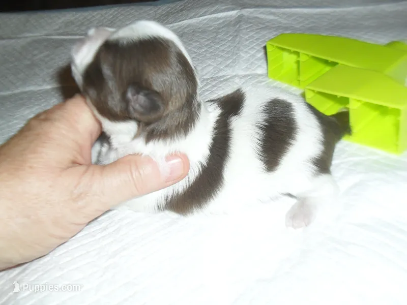 Bella – Mal Shi puppy for sale in Woodfin, NC