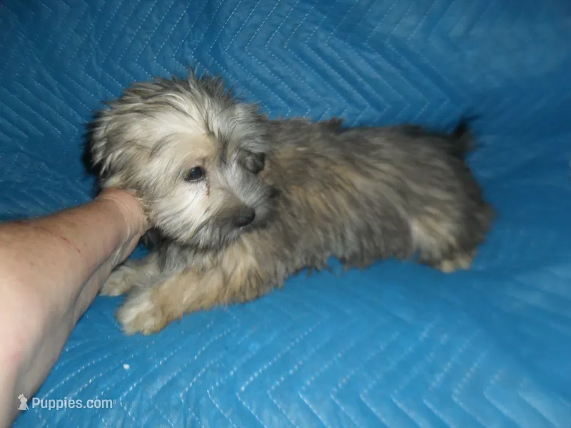 Chase – Yorkshire Terrier, Malchi puppy for sale in Woodfin, NC