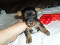 Regan, a female Yorkshire Terrier for sale in Woodfin, NC – 4 of 4