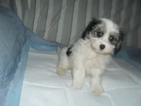 Tia, a female Morkie for sale in Woodfin, NC – 2 of 5