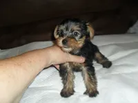 Porsha, a female Yorkshire Terrier for sale in Woodfin, NC – 3 of 6