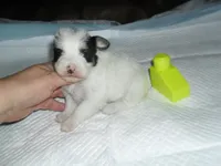 Gracie, a female Morkie for sale in Woodfin, NC – 1 of 4