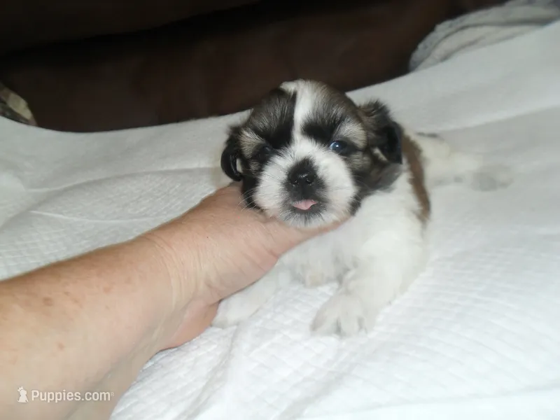 Cricket – Shih Tzu puppy for sale in Woodfin, NC