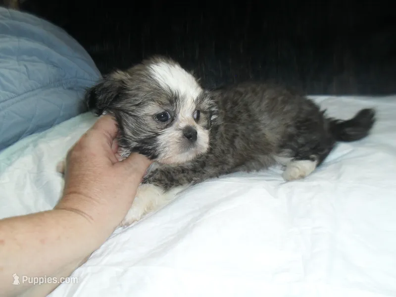 Remi – Shih Tzu puppy for sale in Woodfin, NC