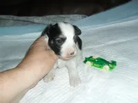 Spike, a female Morkie for sale in Woodfin, NC – 5 of 5