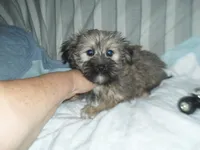 Chase, a male Yorkshire Terrier and Malchi for sale in Woodfin, NC – 5 of 5