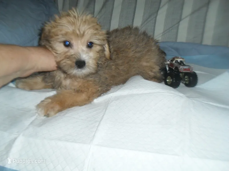 Max – Yorkshire Terrier, Malchi puppy for sale in Woodfin, NC