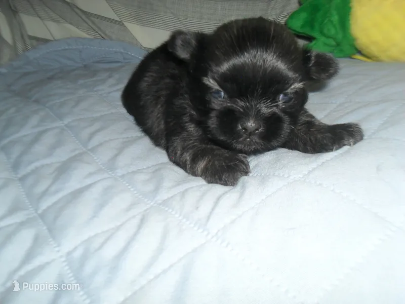 Jade – Shih Tzu puppy for sale in Woodfin, NC