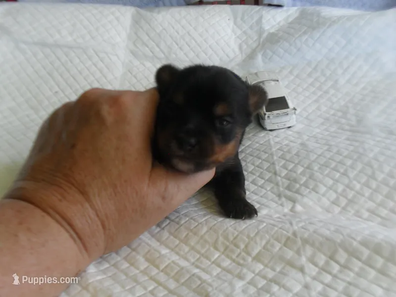 Razor – Yorkshire Terrier puppy for sale in Woodfin, NC
