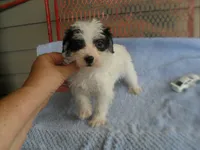 Teddy, a female Morkie for sale in Woodfin, NC – 1 of 4