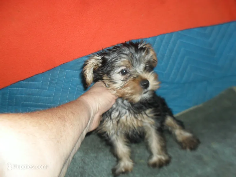 Razor – Yorkshire Terrier puppy for sale in Woodfin, NC