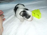 Riley, a female Morkie for sale in Woodfin, NC – 3 of 5