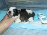 Axel, a male Shih Tzu for sale in Woodfin, NC – 2 of 5