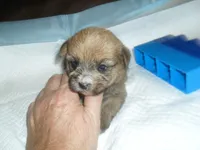 Max, a male Yorkshire Terrier and Malchi for sale in Woodfin, NC – 3 of 4