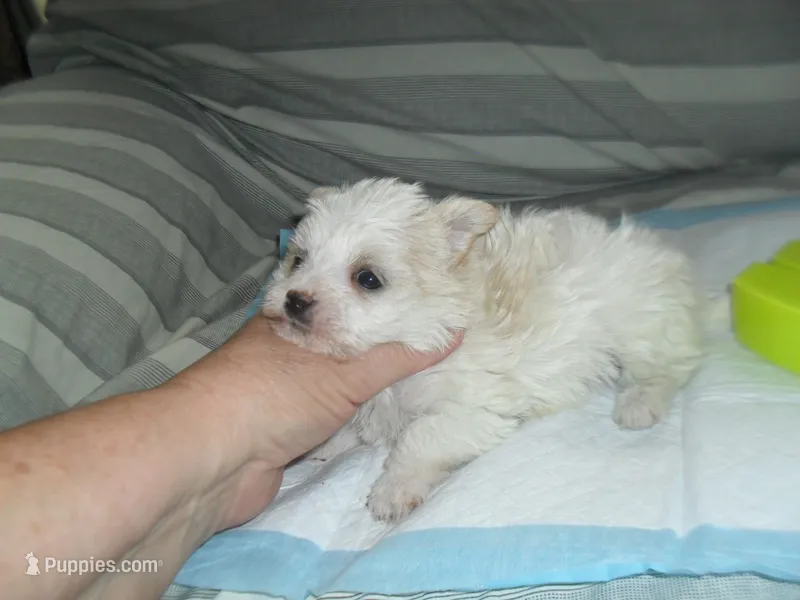Tabby – Morkie puppy for sale in Woodfin, NC