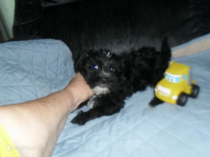 River – Morkie puppy for sale in Woodfin, NC