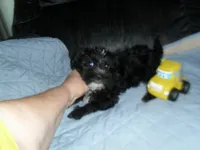 River, a male Morkie for sale in Woodfin, NC – 1 of 5