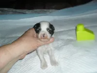 Tia, a female Morkie for sale in Woodfin, NC – 3 of 5