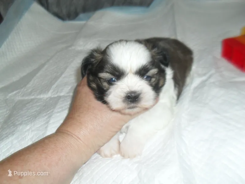 Cosmo – Shih Tzu puppy for sale in Woodfin, NC
