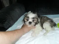 Cosmo, a male Shih Tzu for sale in Woodfin, NC – 4 of 5