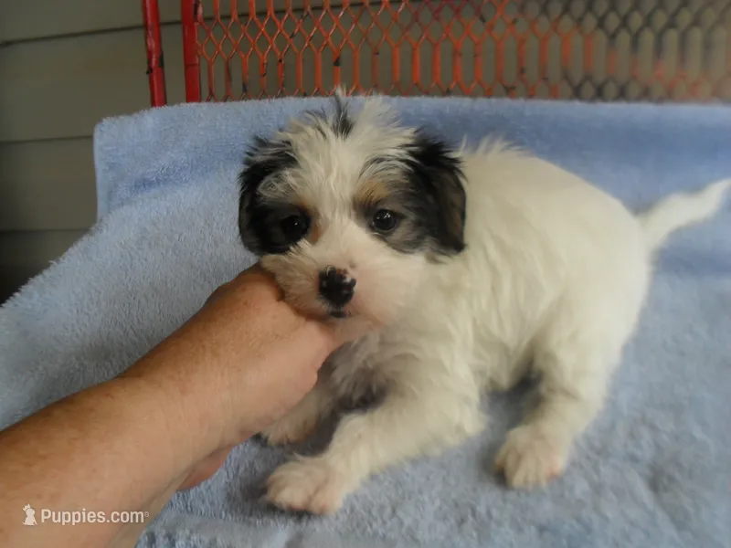 Gracie – Morkie puppy for sale in Woodfin, NC