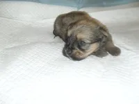 Teaka, a female Yorkshire Terrier and Malchi for sale in Woodfin, NC – 2 of 5