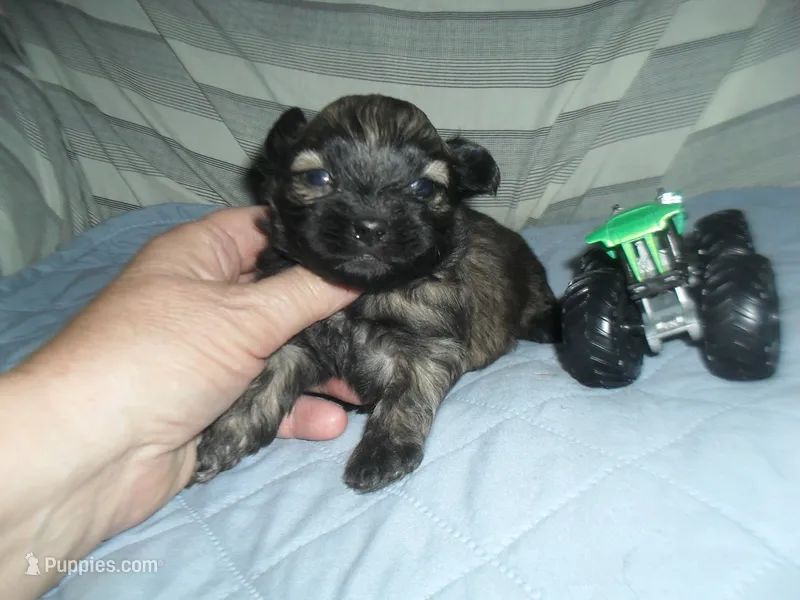 Ace – Shih Tzu puppy for sale in Woodfin, NC