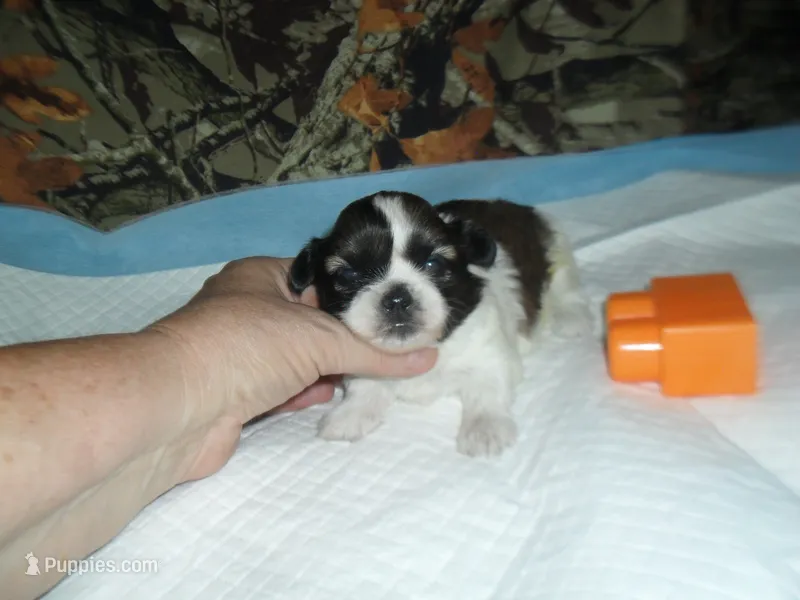Cricket – Shih Tzu puppy for sale in Woodfin, NC