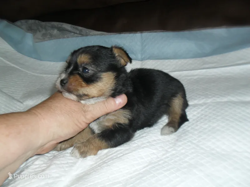 Spider – Yorkshire Terrier, Malchi puppy for sale in Woodfin, NC
