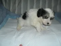 Tia, a female Morkie for sale in Woodfin, NC – 5 of 5